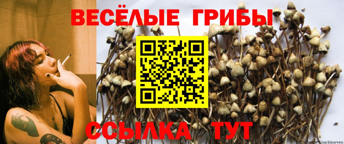 Псилоцибиновые грибы Psilocybe  Вход с VPN  Корсаков 